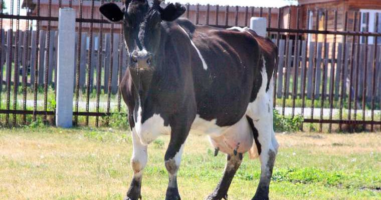 жительница Добрянки отсудила деньги за нападение коровы
